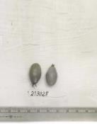 Click for 1 image(s) for this accession. FRUIT